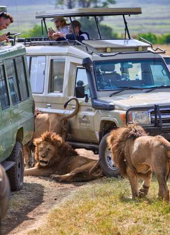 Safari di 6 giorni nella regione di Ndutu - Azione dei predatori