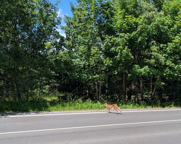 Tour di 1 giorno di escursionismo e osservazione degli orsi nei Monti Tatra Alti