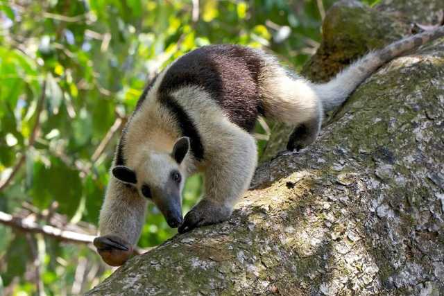 Van de Caribische kust tot de Pacifische kust van Costa Rica.