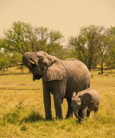 1-Daagse Tarangire Safari vanuit Arusha - Wildlife & schilderachtig avontuur