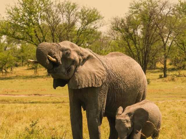 Safari de 1 jour à Tarangire depuis Arusha - Aventure faunique & panoramique
