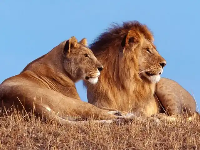 Les Big Five d'Akagera : Safari de 2 jours et croisière sur le lac Ihema