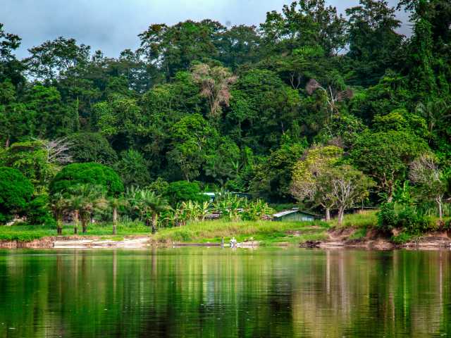 Experiência com Gorilas das Terras Baixas em África: Último Éden "GABÃO"