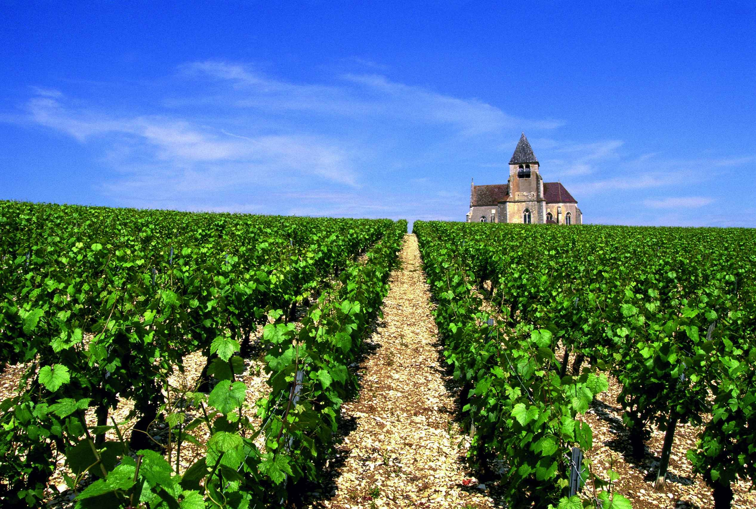 Trottinette électrique en Bourgogne - Tour en trottinette électrique dans les vignes - Tour en trottinette électrique dans les vignes