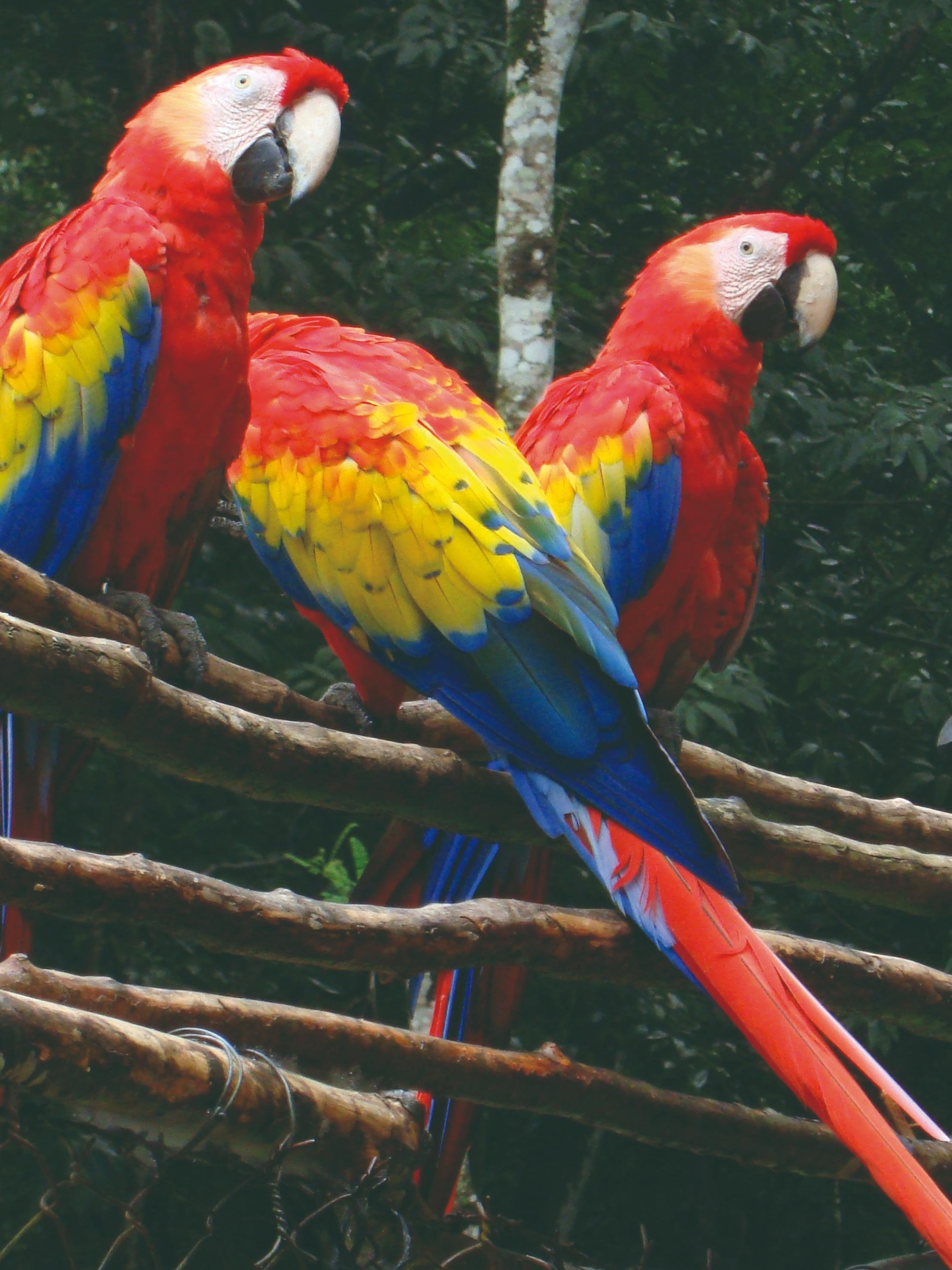 Guatemala, cœur du monde maya - Oiseaux tropicaux de Macaw Mountain - Oiseaux tropicaux de Macaw Mountain