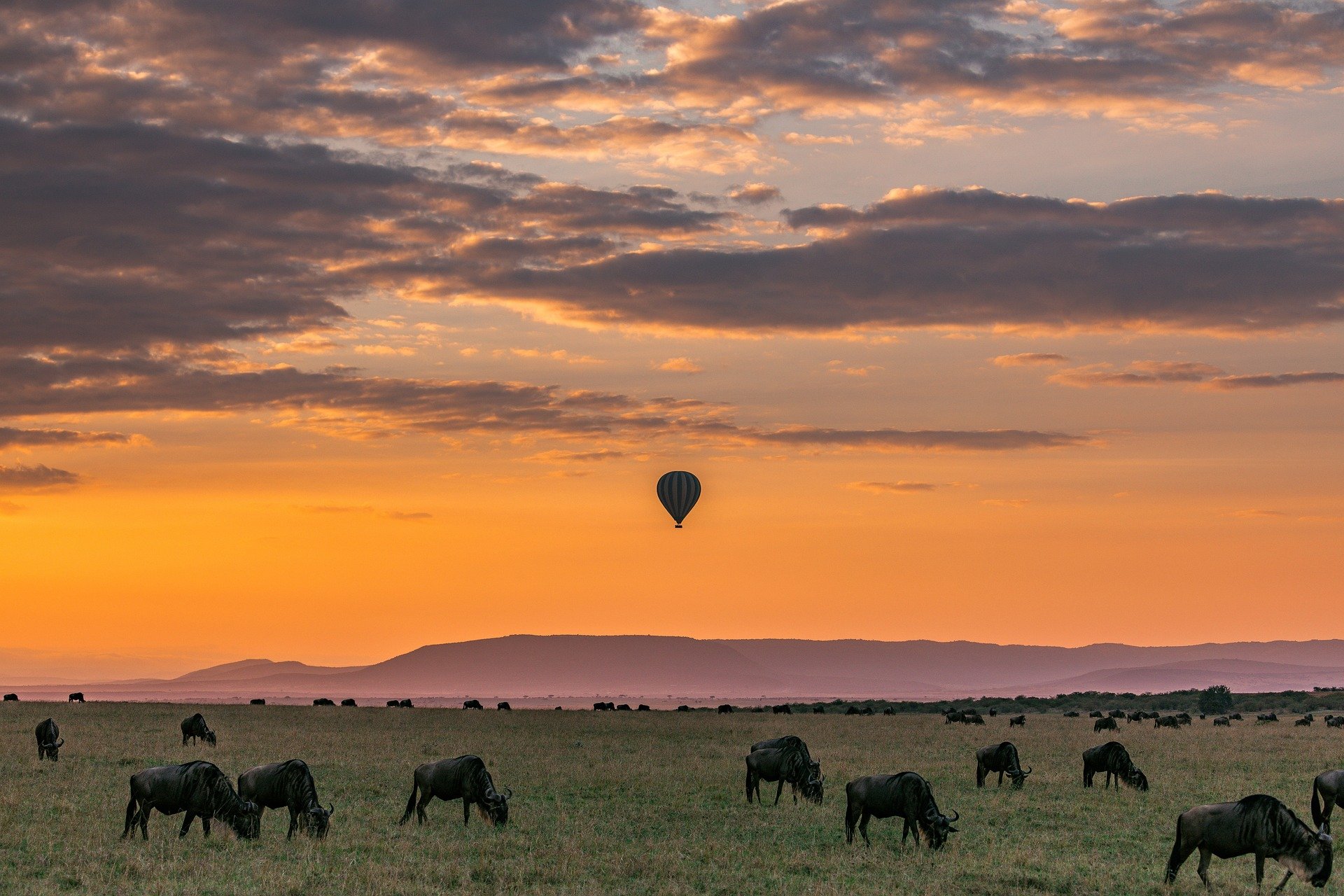 Private safari for couples and holidays in Zanzibar - Option - Balloon safari in the Serengeti and wildlife observation. - Option - Safari en ballon dans le Serengeti et observation des animaux sauvages