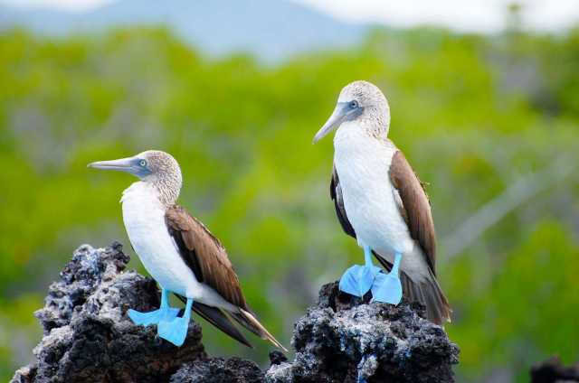 7 days of low-cost travel to the Galápagos Islands, in San Cristóbal.