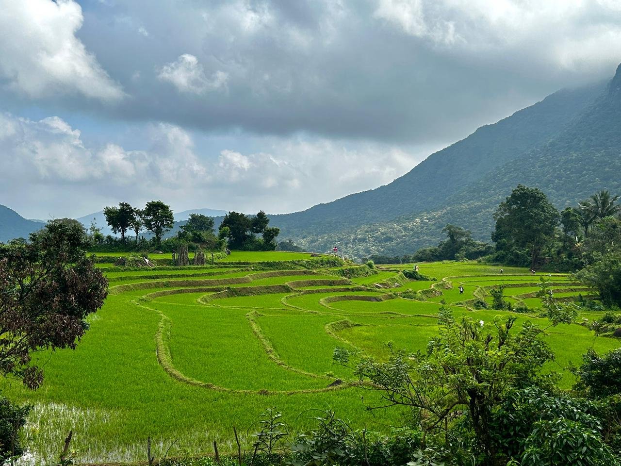 Encuentros insólitos en el país del oro verde - Paseo por un pueblo típico - Foto del día