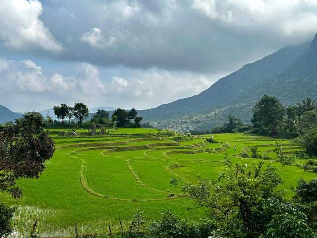Ongewone ontmoetingen in het land van het groene goud