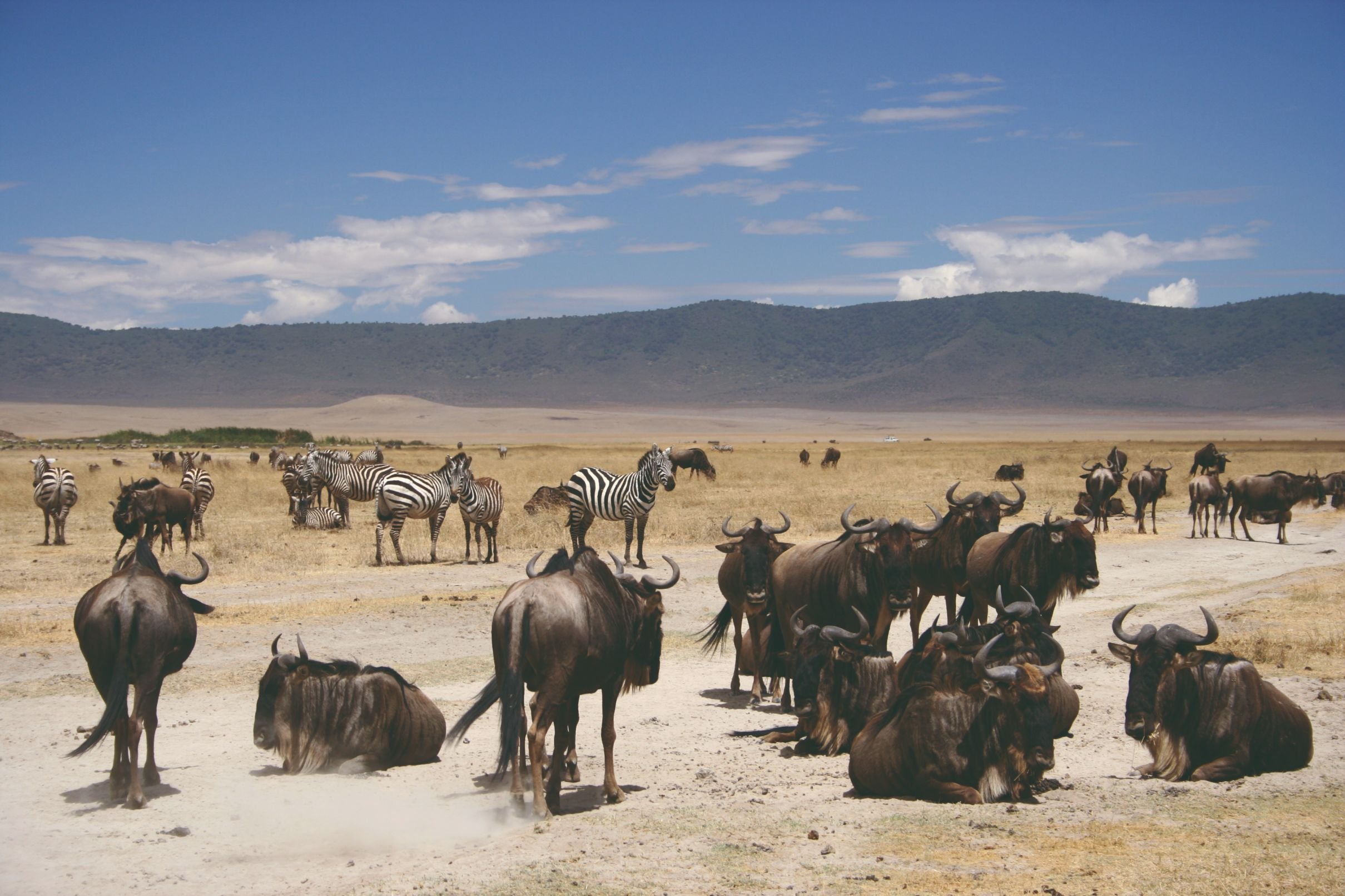 Noord-Tanzania: de beste safari - Vrije dag en ontspanning. - Journée libre et détente