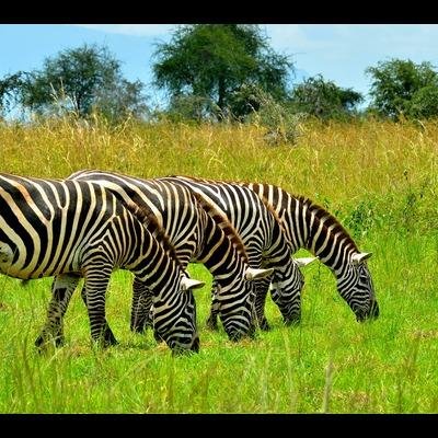 Tanzania Safari & Kilimanjaro Trekking - Ngorongoro Crater and Return to Arusha - 65a8d6498cda54be42f6007704a10db0