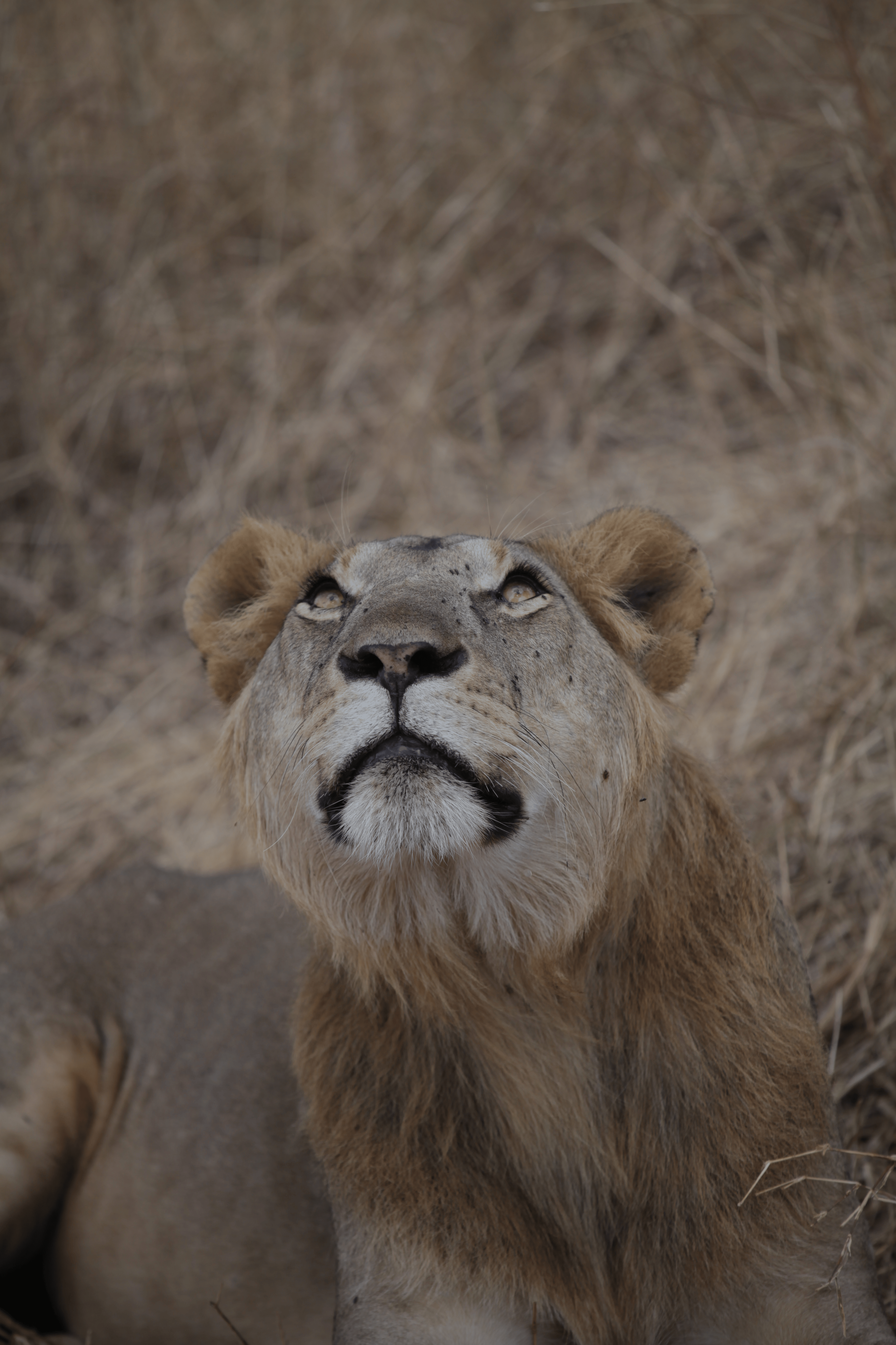 8 Jours Safari Grande Migration du Serengeti & Traversée de la Rivière Mara - Arrivée à Arusha - Photo du jour