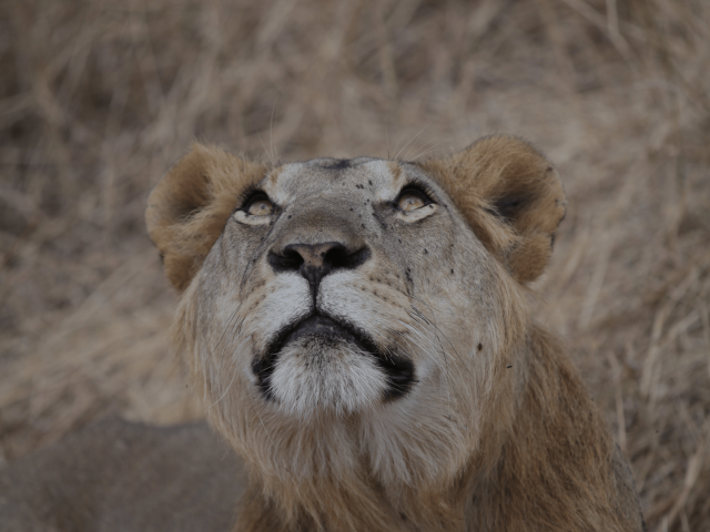 8 Jours Safari Grande Migration du Serengeti & Traversée de la Rivière Mara