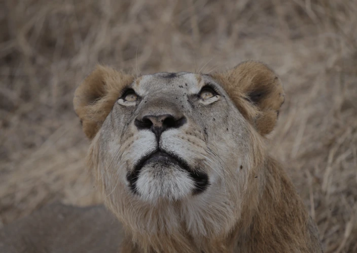 8 Days Serengeti Great Migration & Mara River Crossing Safari - Arrival in Arusha - Photo of the day