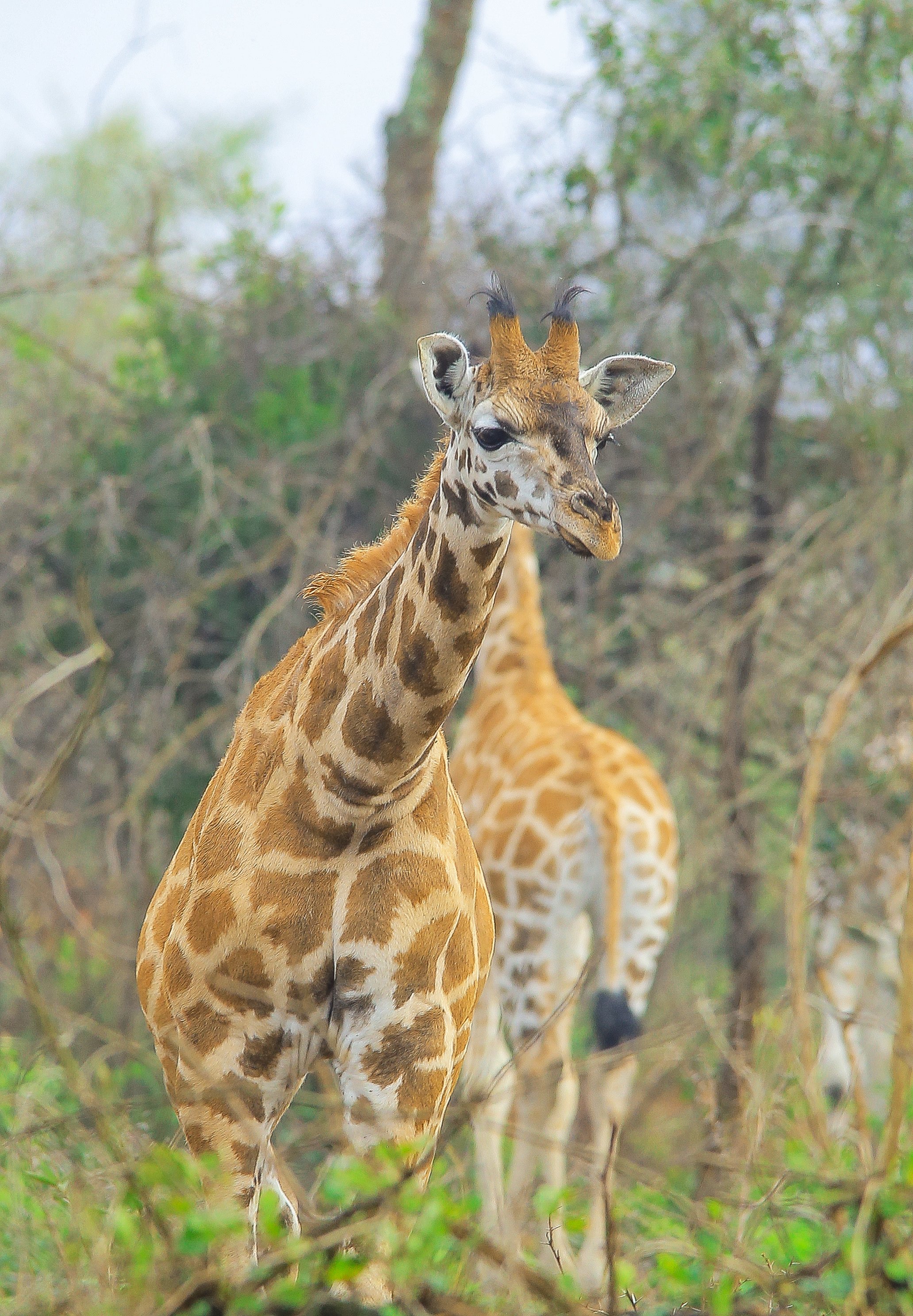 Safari di 10 giorni per il trekking dei gorilla e la fauna selvatica in Uganda - Safari a piedi al Lago Mburo e ritorno a Entebbe - Foto del giorno