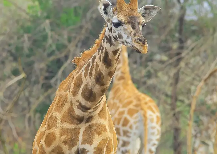 10-daagse gorilla trekking en wildlife safari in Oeganda - Lake Mburo Wandelsafari en Terugkeer naar Entebbe - Photo of the day