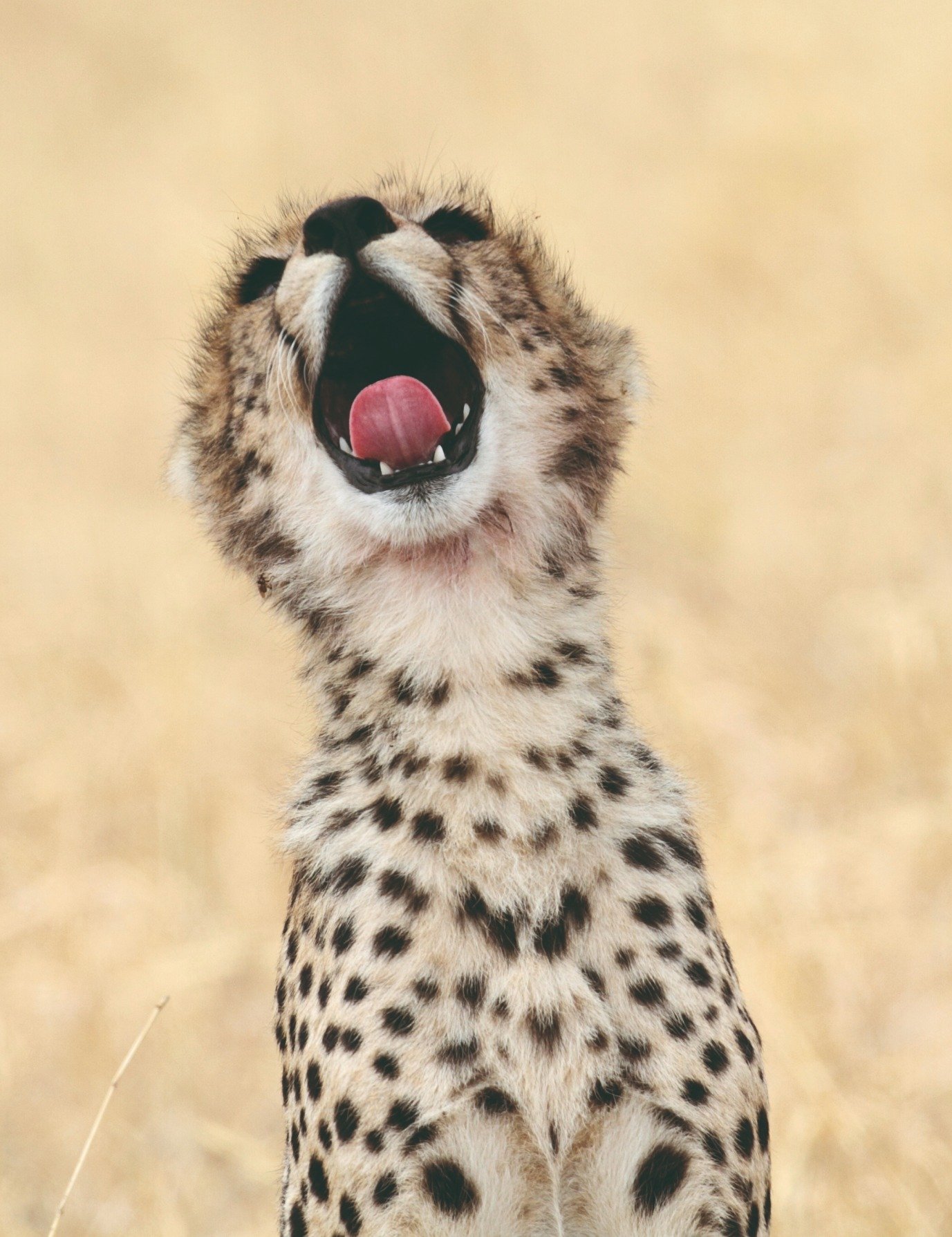 Noord-Tanzania: de beste safari - Nationaal park Serengeti - Karatu - Parc national du Serengeti - Karatu