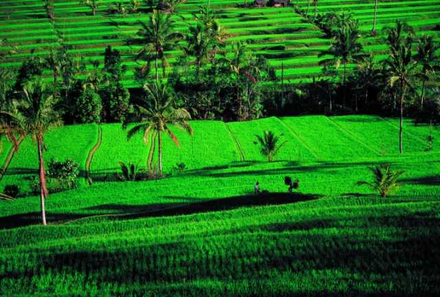 BALI, FLORES AND SUMATRA: THE GREAT JOURNEY