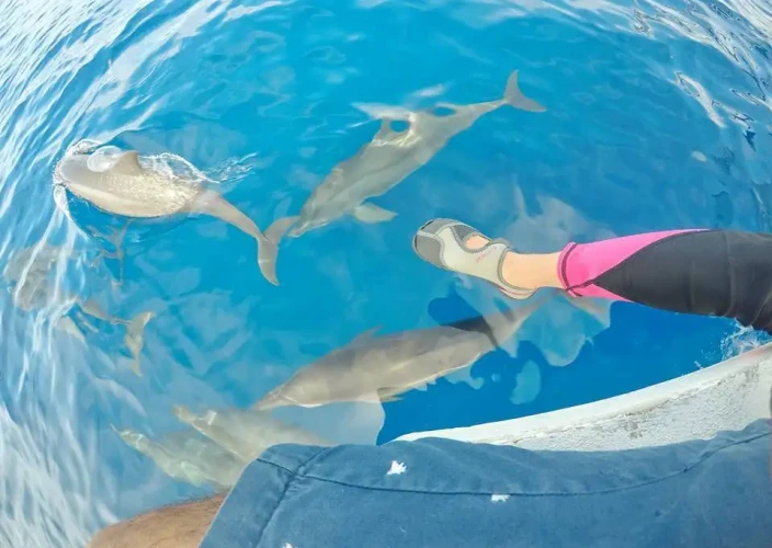 Apo Island & Manjuyod Sandbar 2-Day Tour with Hotel Accommodation - Manjuyod Sandbar with Dolphin Watching Tour - Photo of the day