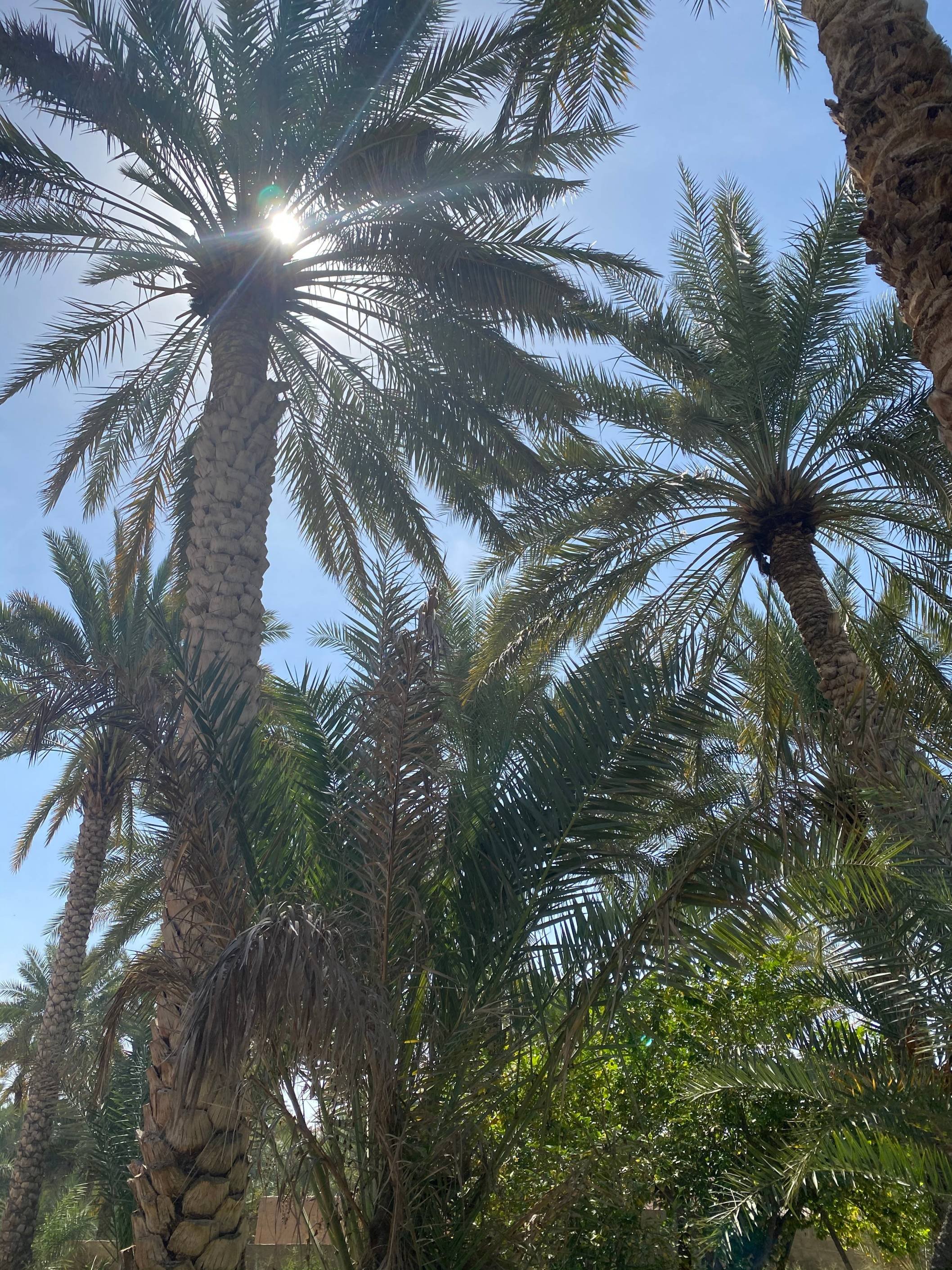 Oman, terre de contrastes - Wadi Bani Khalid Wahiba Sands : 285 km - Wadi Bani Khalid Wahiba Sands: 285 km