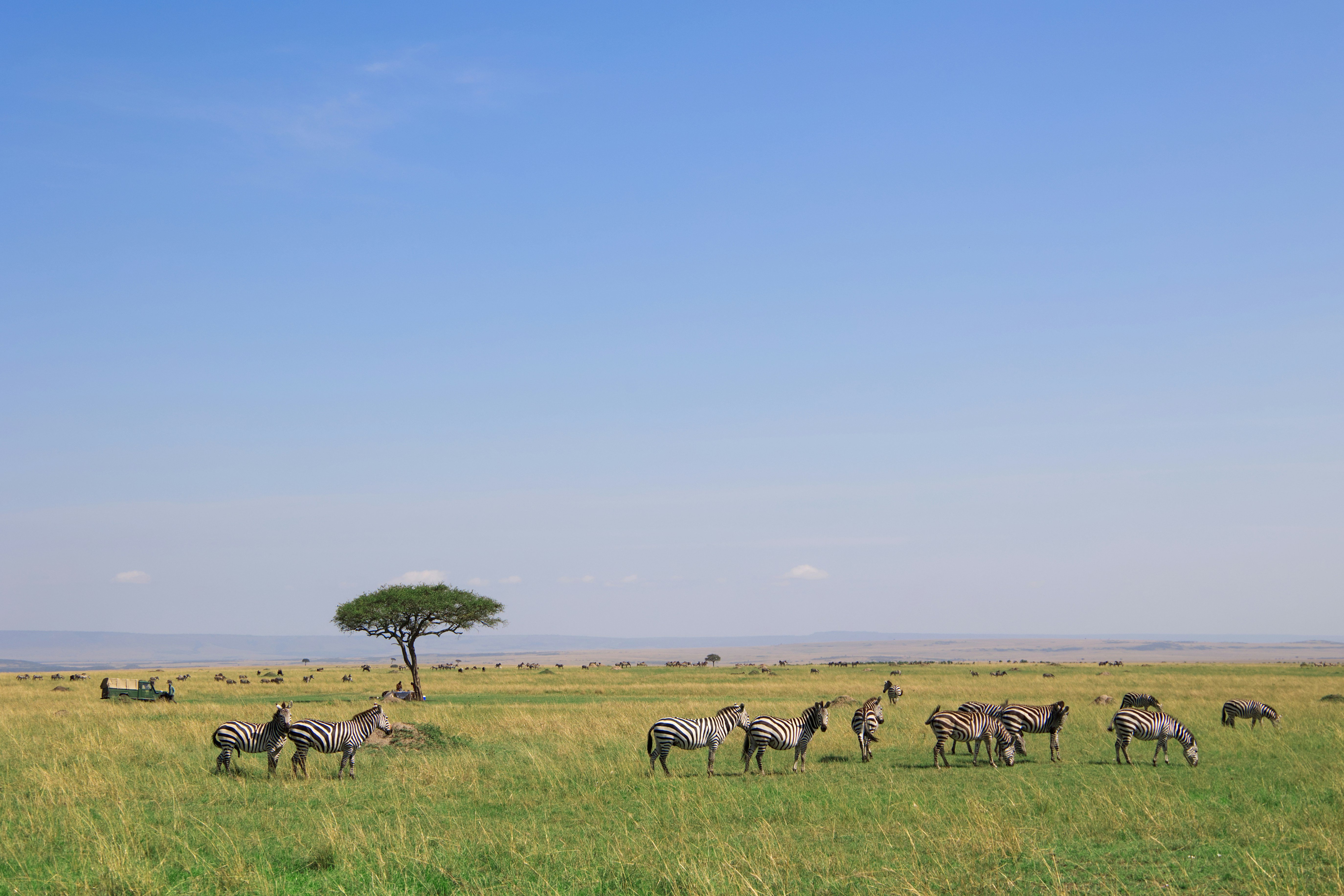 Safari de 9 jours de la Grande Migration des gnous du Serengeti - Parc national du Serengeti - Safari - Photo du jour