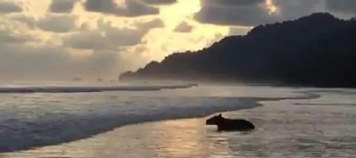 Von der Karibikküste bis zum Pazifik von Costa Rica. - Der Nationalpark Corcovado - Le parc national de Corcovado