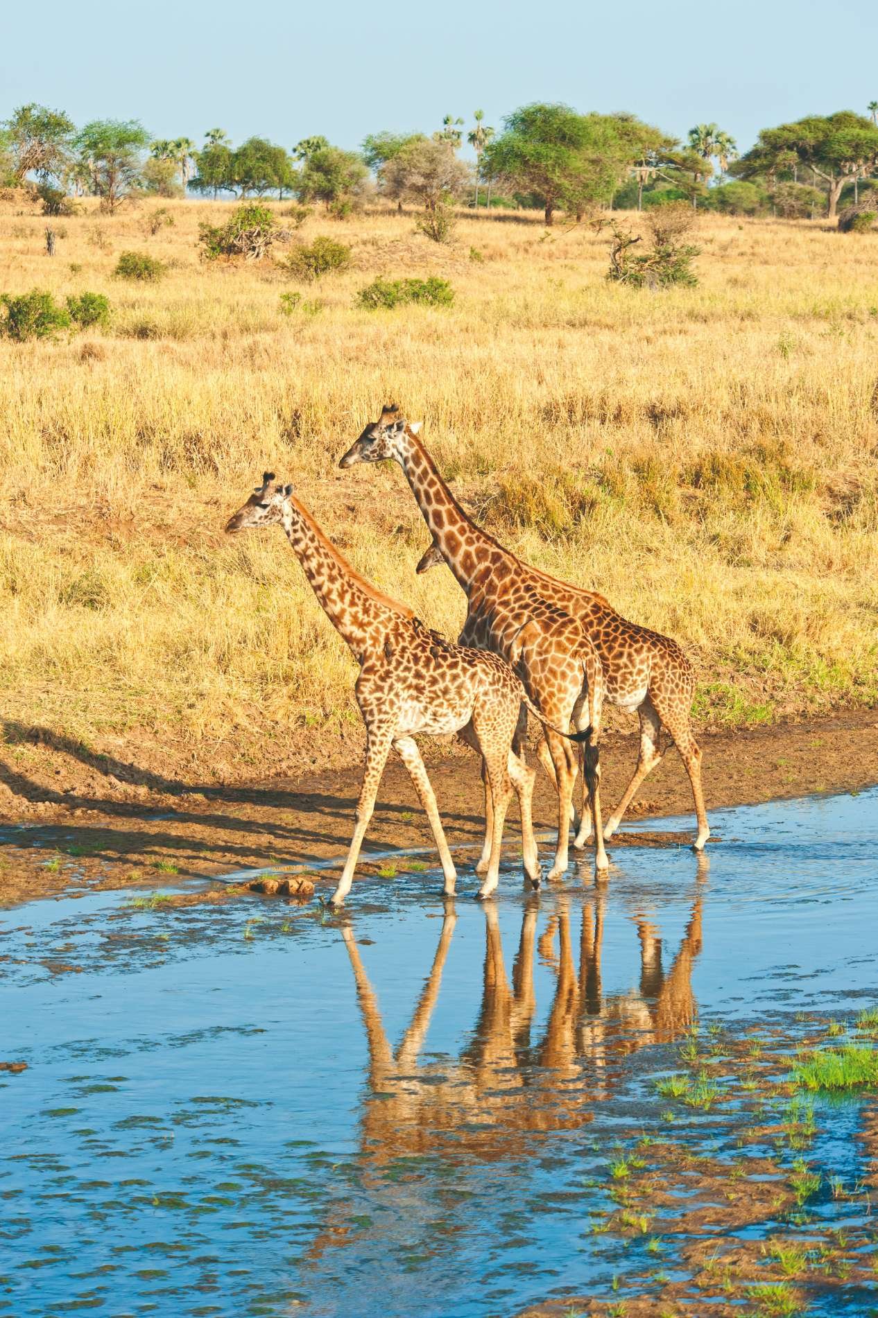 Noord-Tanzania: de beste safari - Nationaal park Arusha - Parc national de Arusha