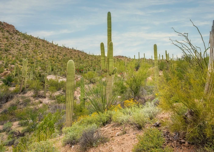Roadtrip 100 % Arizona : plongez au cœur du désert - Aventure sur l'Apache Trail - Photo du jour
