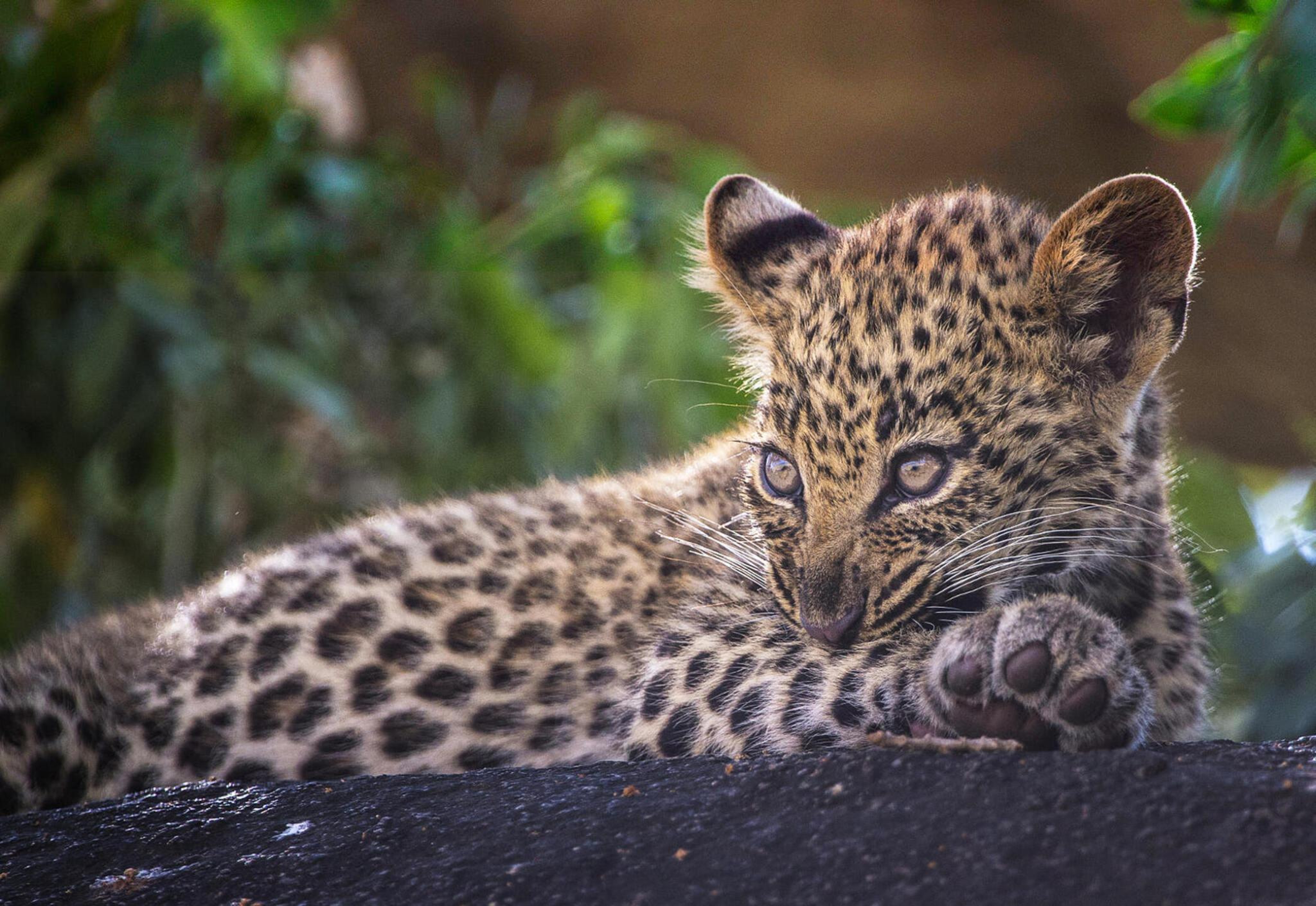 Avventura nella boscaglia e relax a Zanzibar - Alla scoperta del cratere di Ngorongoro - Foto del giorno