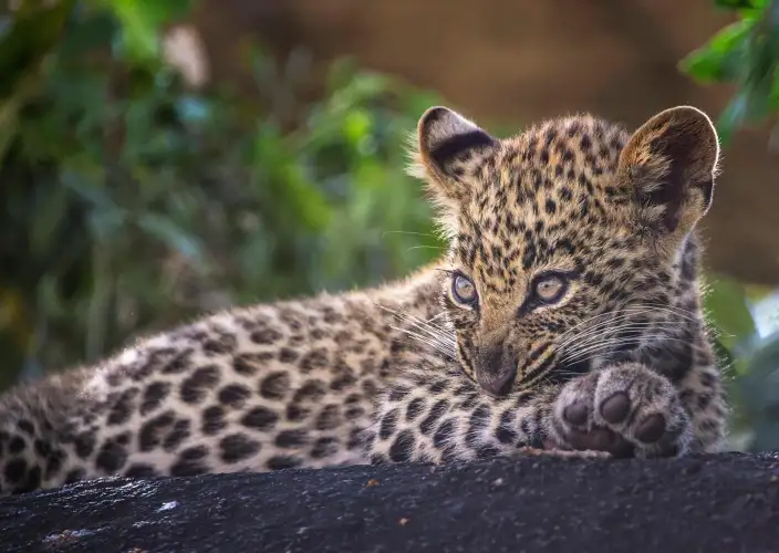 Avventura nella boscaglia e relax a Zanzibar - Alla scoperta del cratere di Ngorongoro - Foto del giorno