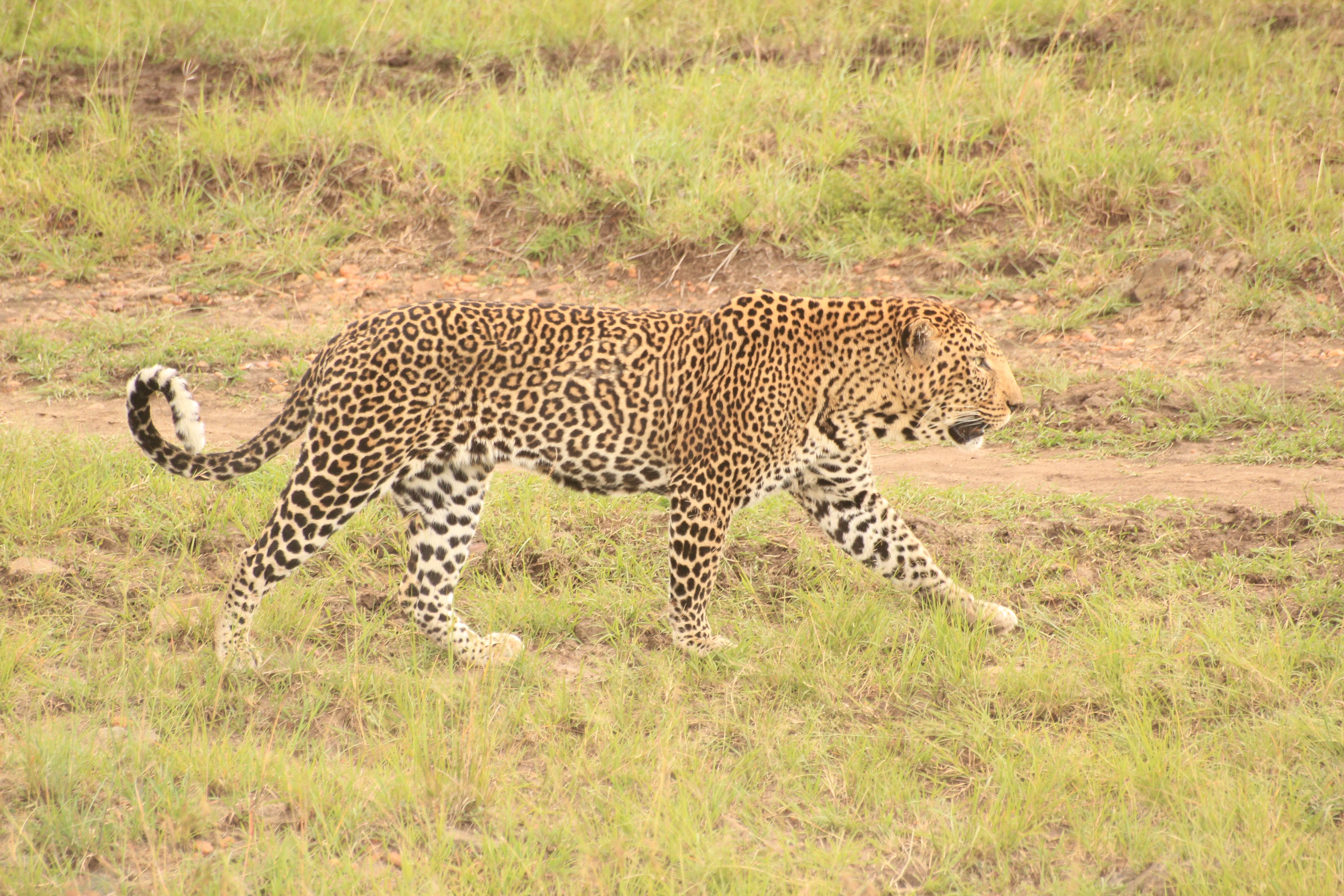 5-Day Mid-Range Kenya Safari - Full Day Maasai Mara - Photo of the day