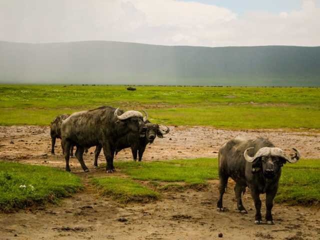 12 Jours d'Aventure Amoureuse Africaine – Safari & Zanzibar