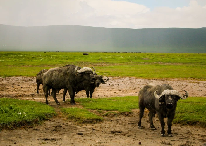 12 Days African Love Affair – Safari & Zanzibar - Full Day Game Drive & Hot Air Balloon with Sundowner - Photo of the day