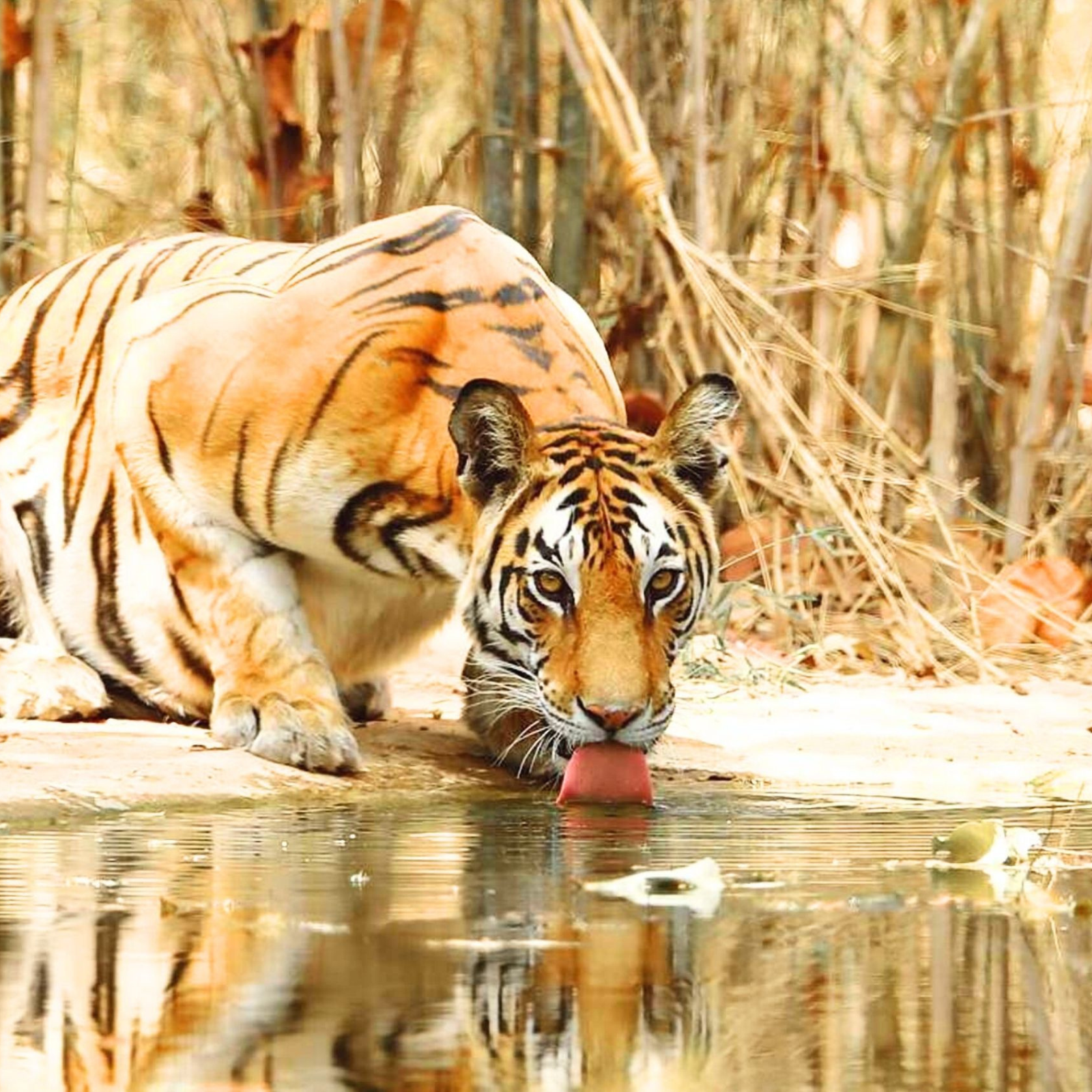 Pench- und Kanha-Tigerreservate: Erleben Sie die besten Tigersafaris in Indien - Die 7. und letzte Safari im Pench Tiger Reserve - Tagesfoto