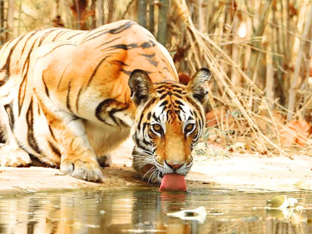 Reservas de Tigres de Pench e Kanha: Experimente os Melhores Safáris de Tigres na Índia
