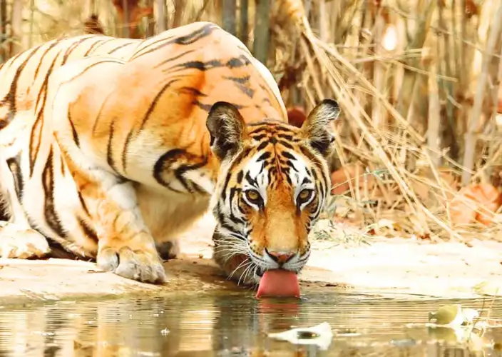 Pench- und Kanha-Tigerreservate: Erleben Sie die besten Tigersafaris in Indien - Die 7. und letzte Safari im Pench Tiger Reserve - Tagesfoto