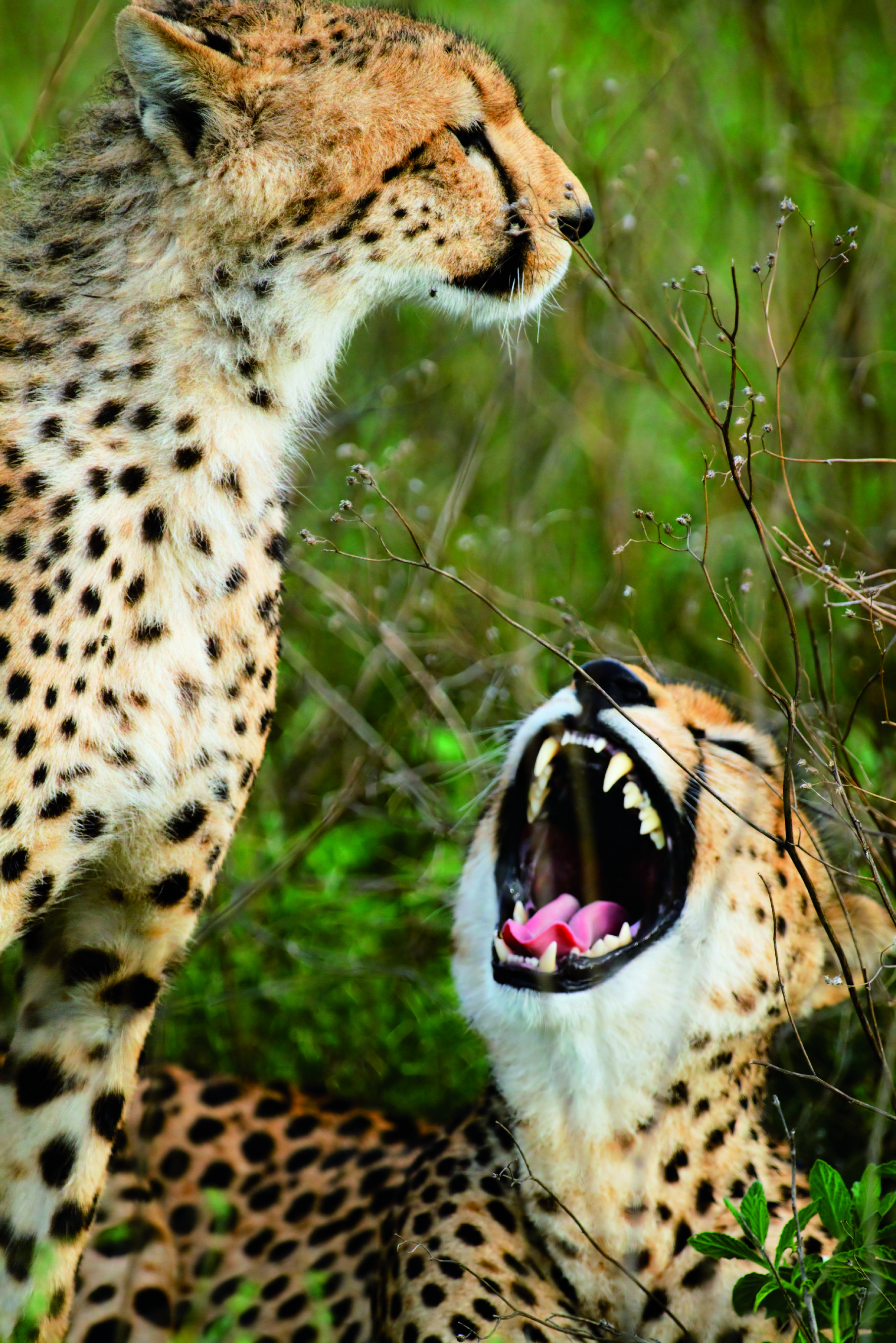 6 Tage Safari in den besten Parks Tansanias - Serengeti-Nationalpark - Parc National du Serengeti