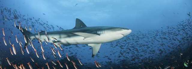 In the footsteps of Charles Darwin in the Galápagos