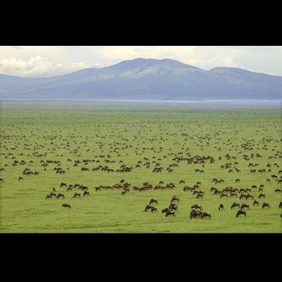 Ndutu Calving Migration Safari in Tanzania - Full game drive in Central Serengeti. - 87c6ef9690676477a030f0df78320645