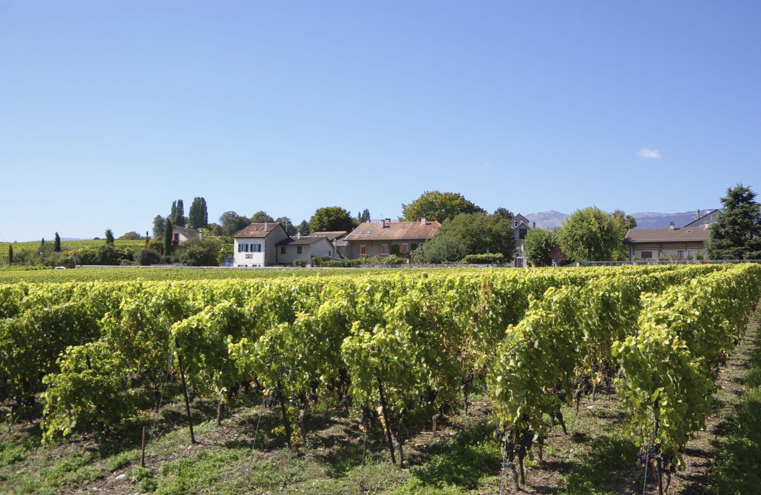 Tour des Vignobles Savoyards - Vignobles de la Combe de Savoie - VIGNOBLES DE LA COMBE DE SAVOIE