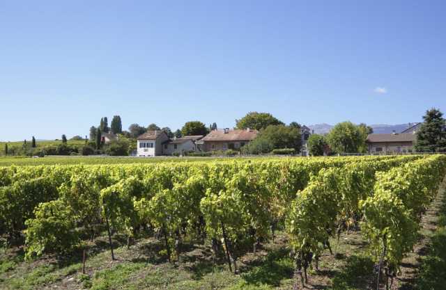 Tour of the Savoyard Vineyards