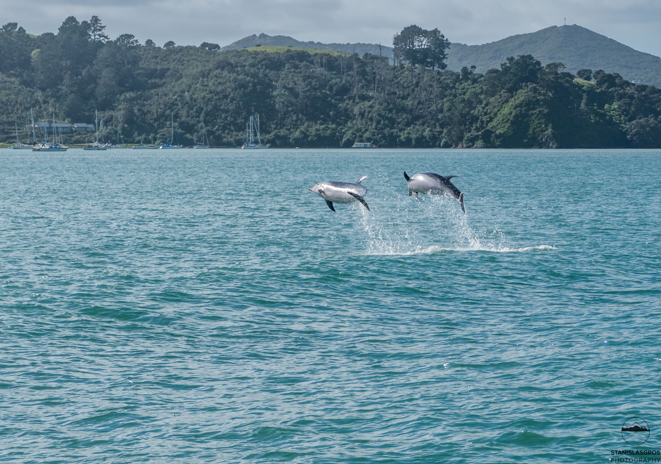 Le imperdibili della Nuova Zelanda - Akaroa e la penisola di Banks - Foto del giorno
