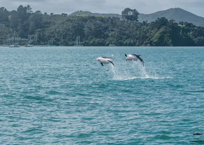 Le imperdibili della Nuova Zelanda - Akaroa e la penisola di Banks - Foto del giorno