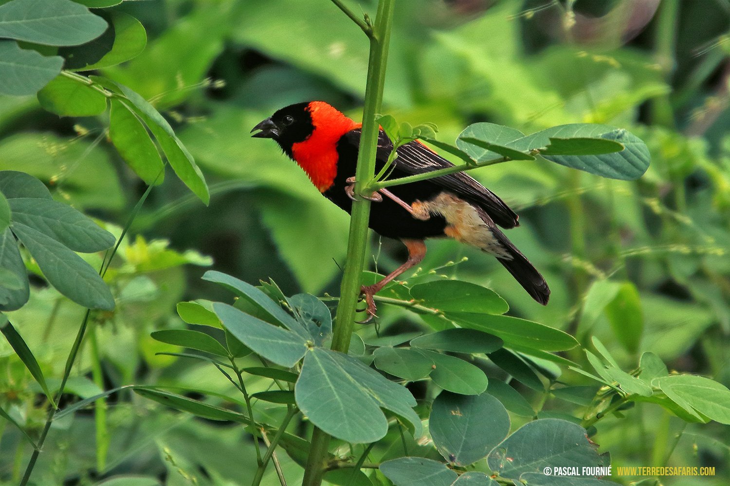 Birdwatching safari - Manyara National Park - Euplecte ignicolore