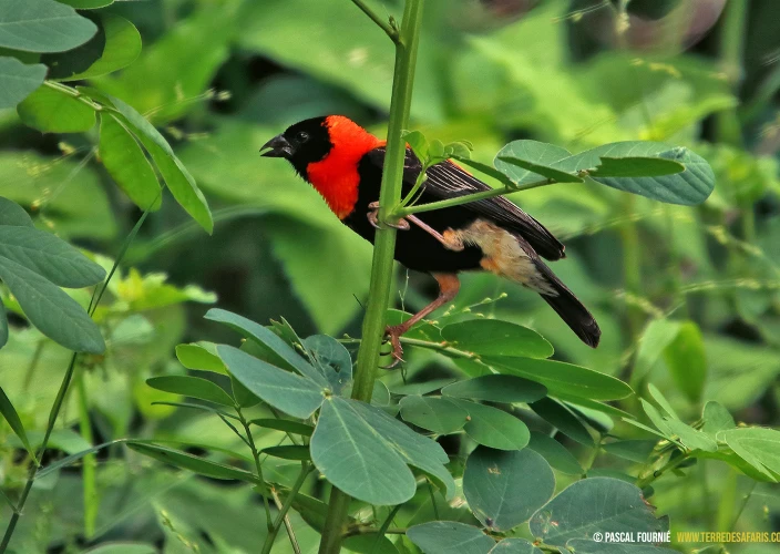 Vogelsafari - Nationaal park Manyara - Euplecte ignicolore