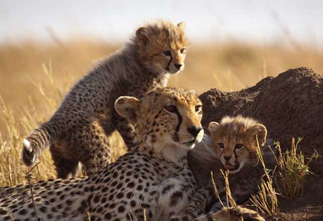 6 Tage - Kenia Majestic Private Safari
