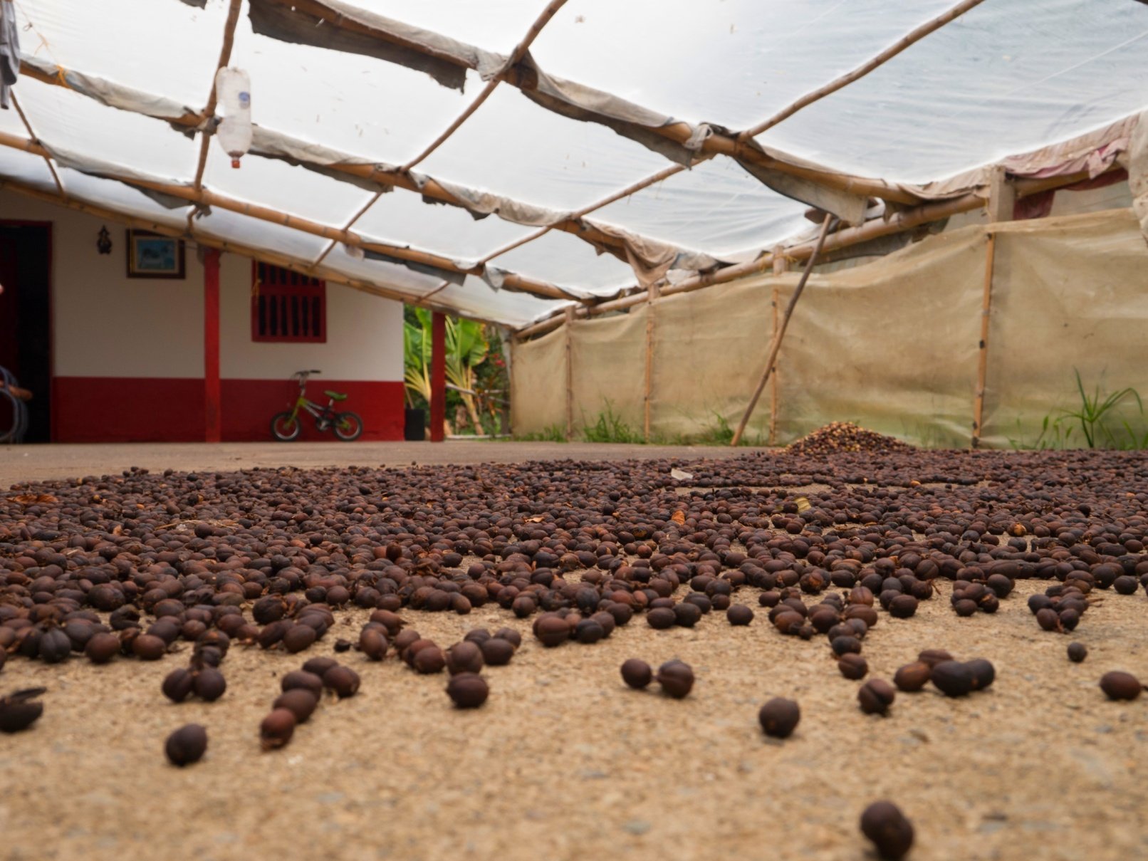 De la Amazonia al Caribe - Descubrimiento de la cultura de la zona cafetera, alojado por una familia de productores. - Découverte de la culture de la zone du café hébergé par une famille de producteur