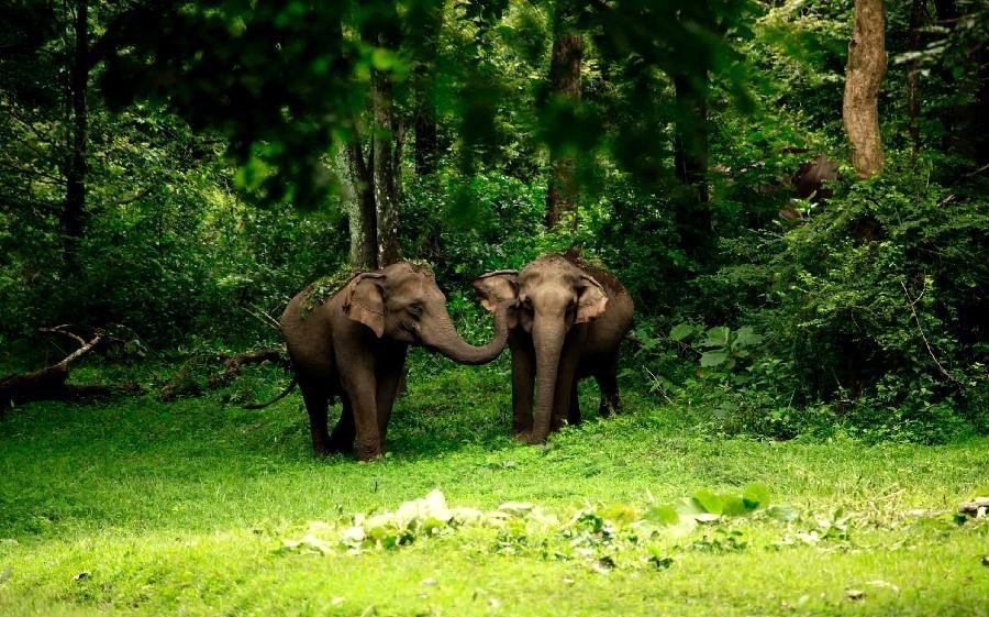 Voyage en famille : nature, éléphants et sentiers - Periyar - Periyar