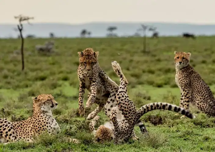 Esencia de Kenia Safari - Maasai Mara – Safari de día completo - Foto del día