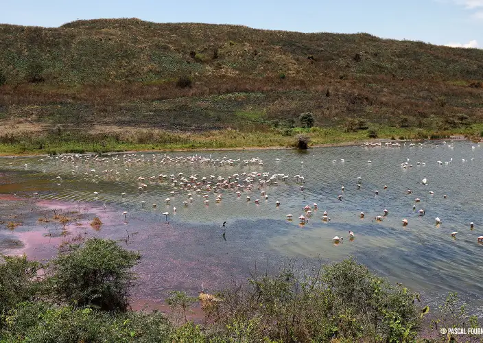 Safari de observación de aves - Mkomazi - Parque nacional de Arusha - Flamants du lac Momella